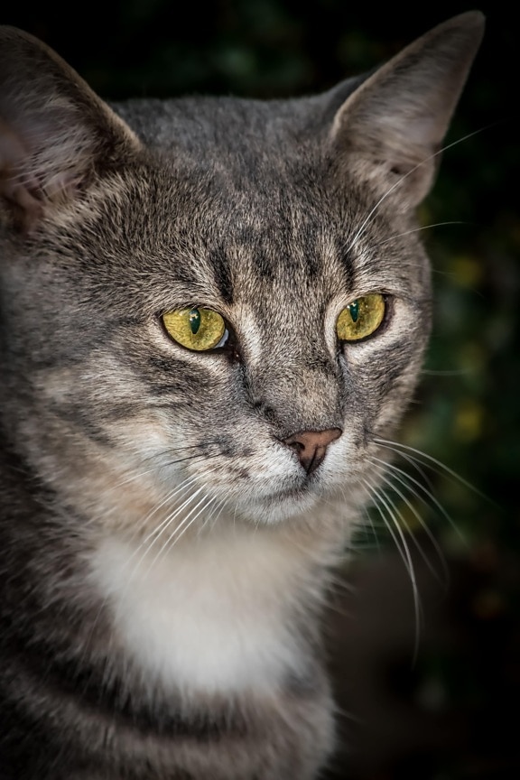 mature, tabby cat, eyes, yellowish, domestic cat, close-up, pet, head, fur, animal