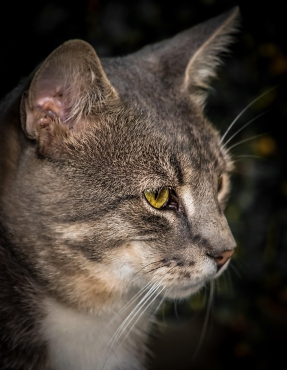 tabby cat, eye, greenish yellow, portrait, close-up, side view, head, cat, kitten, animal