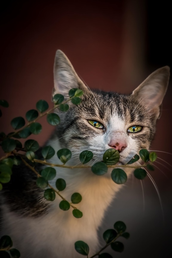 giocoso, gattino, adorabile, verde, occhi, da vicino, arbusto, ramoscello, testa, animale