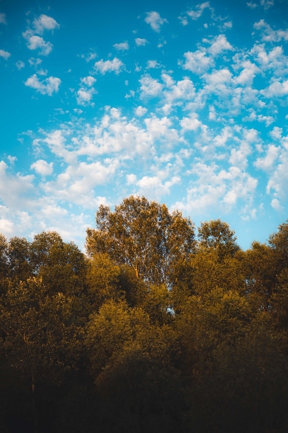 Topoľ, les, modrá obloha, jeseň, Príroda, strom, príroda, slnko, pekného počasia, svetlé