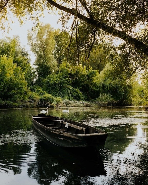 wooden, river boat, majestic, marshland, landscape, birds, swan, lake, water, shore