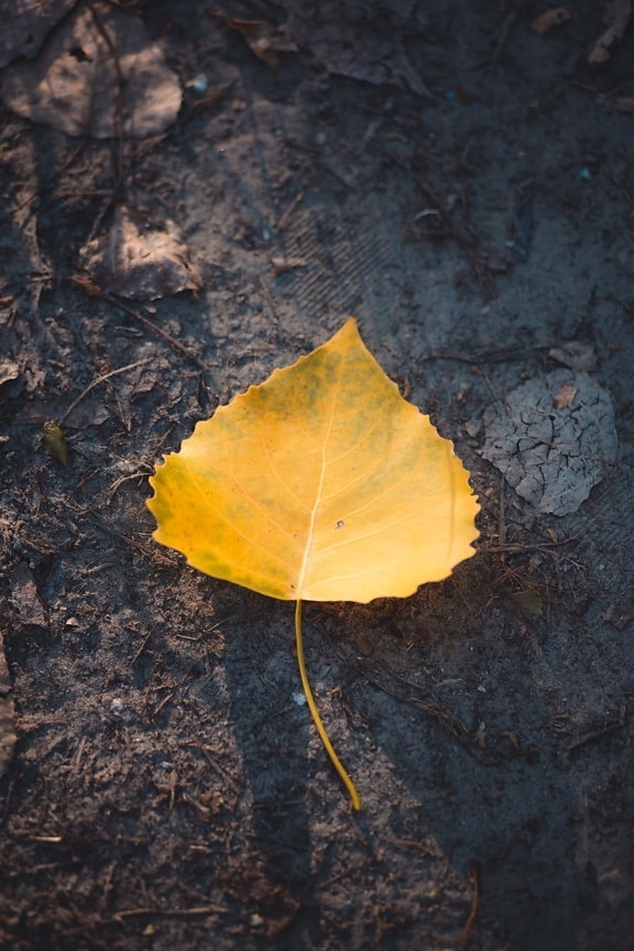 yellow leaves, dry season, leaf, dry, soil, ground, herb, autumn, nature, texture