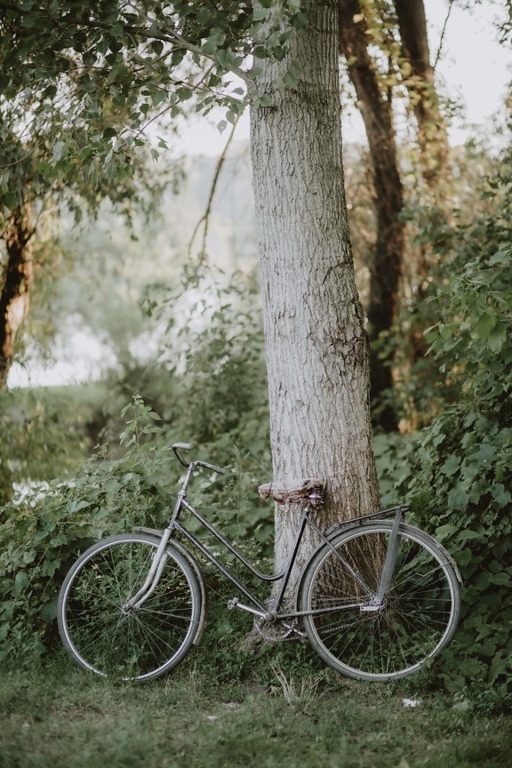 Sepeda, gaya lama, hutan, poplar, pohon, kayu, roda, alam, di luar rumah, pemandangan