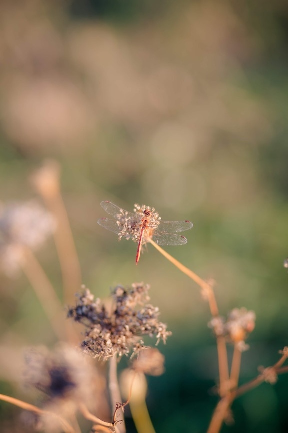 dragonfly, reddish, insect, nature, outdoors, wildlife, flower, grass, wild, blur