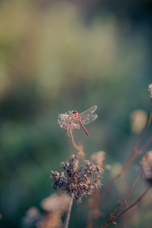 insect, dragonfly, invertebrate, dark red, wings, wildlife, plant, flower, outdoors, summer