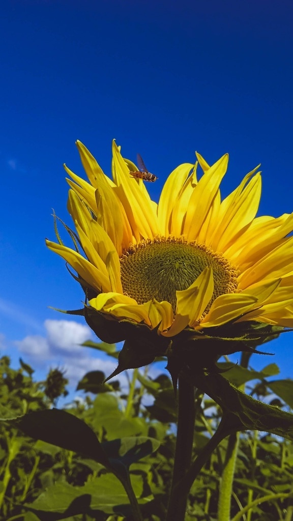 close-up, insect, sunflower, agriculture, yellow, flower, nature, blossom, field, sun
