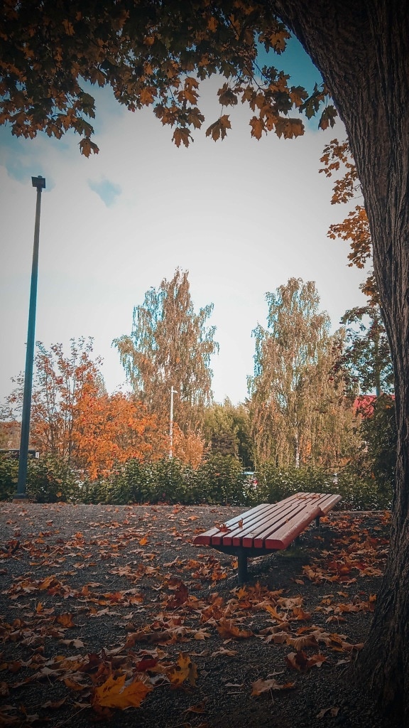 empty, bench, wooden, underneath, tree, september, autumn season, park, wood, autumn
