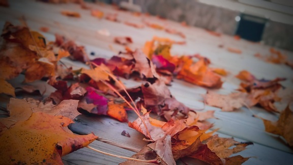 daun-daun Kuning, musim gugur musim, daun, musim kemarau, kering, musim gugur, maple, daun, kabur, warna