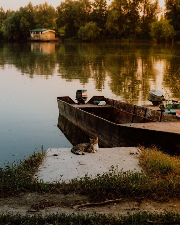 portant, chat rayé, jouissance, relaxation, côte, au bord du lac, eau, bateau, rivière, réflexion