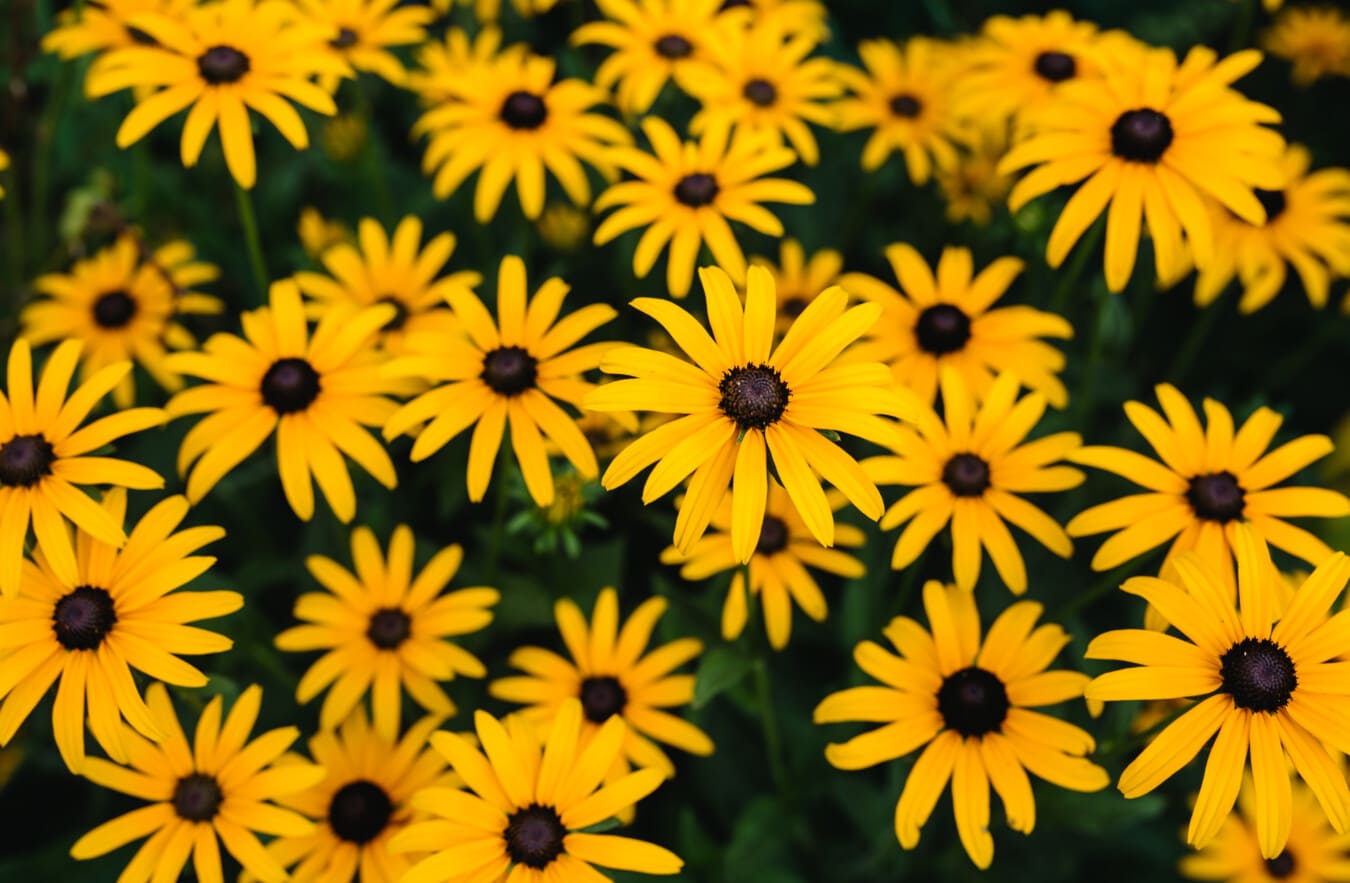 kukat, niitty, kellertävä, Monet, lähietäisyydeltä, kasvi, kukka, auringonkukka, keltainen, kesällä