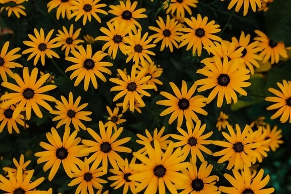 flores, marrom amarelado, jardim de flor, flor, textura, natureza, flor, brilhante, folha, flora