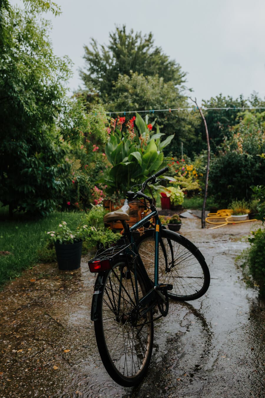 sykkel, blomsterhage, bakgården, regn, våte, regntiden, sykkel, hjul, treet, blomst