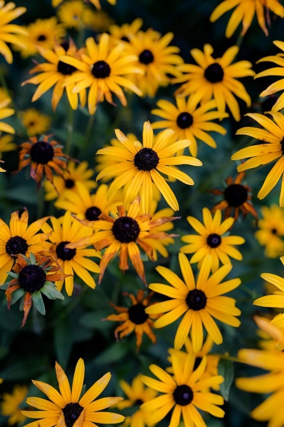 gulaktig, små, blommor, posas, pistill, orange gul, färg, gul, kronblad, solros