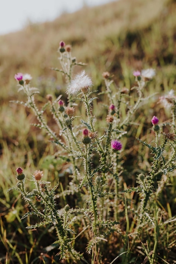wildflower, thorn, pinkish, flower bud, herb, nature, weed, flower, plant, outdoors