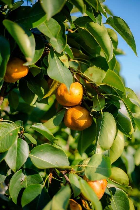 яблоко, Яблоня, Япония, фруктовое дерево, фрукты, цвет, оранжевый желтый, органические, фруктовый сад, сельское хозяйство