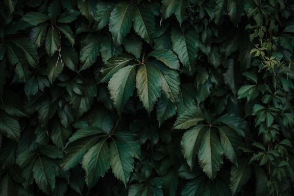 donker groen, blad, groen, groene bladeren, contrast, schaduw, textuur, schaduw, plant, boom