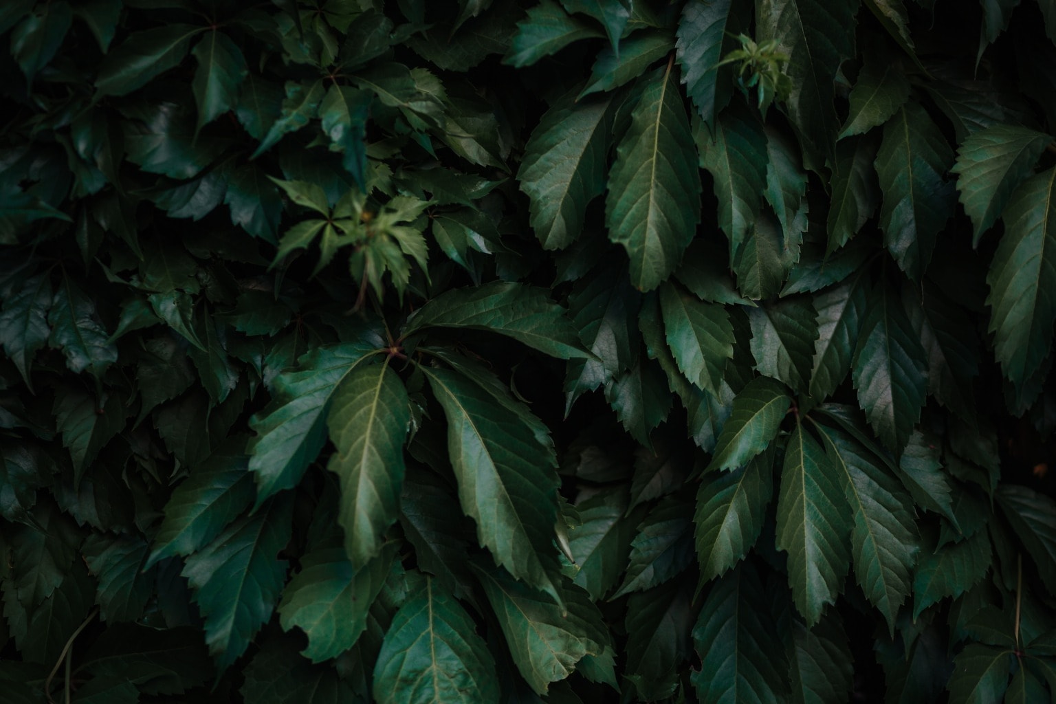 Free picture: leaves, dark green, texture, contrast, shadow, branches ...