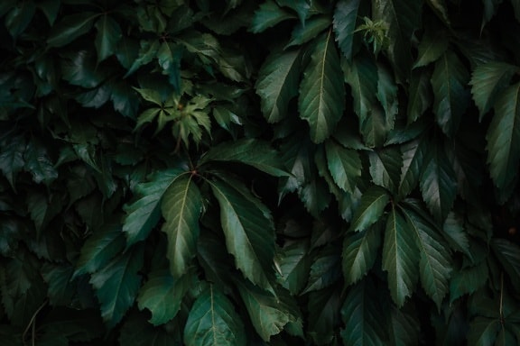 leaves, dark green, texture, contrast, shadow, branches, leaf, plant, art, nature