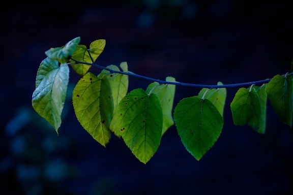 twig, branchlet, shadow, darkness, side view, green leaves, spring, foliage, nature, branch