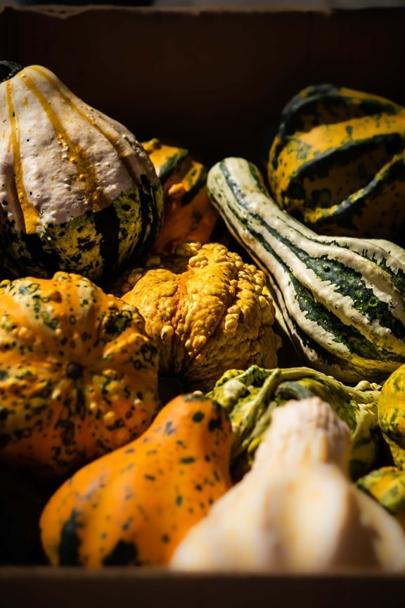 squash, pumpkin, products, organ, agriculture, zucchini, vegetable, produce, still life, nature