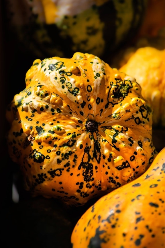 close-up, pumpkin, organic, squash, produce, food, vegetable, nature, delicious, color