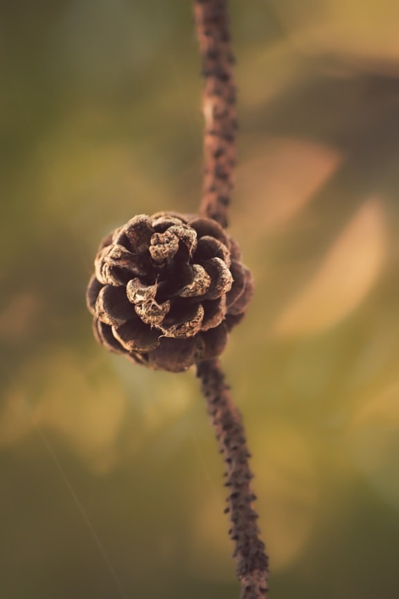 conifer, seed, close-up, detail, focus, light brown, backlight, foreground, nature, tree