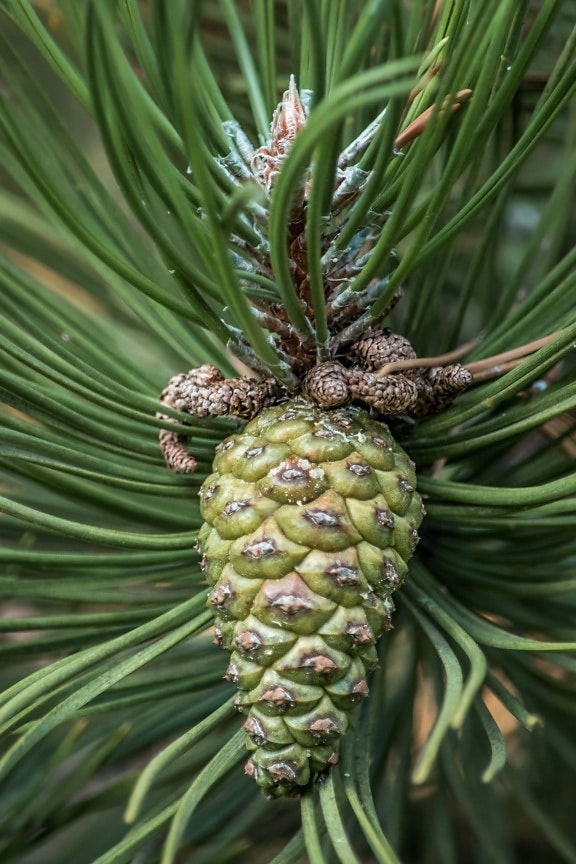 conifer, seed, plant, nature, herb, outdoors, tree, pine, evergreen, leaf