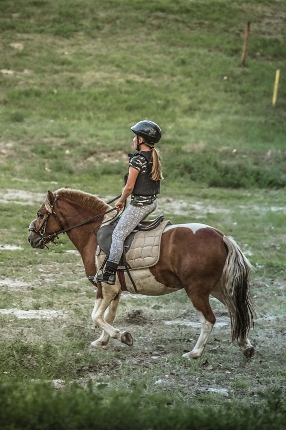 caballo, carreras de caballos, Pony, caballo, niño, formación, Programa de capacitación, animal, Semental, Rancho