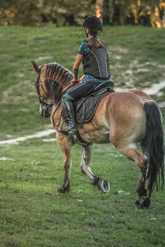 paardenrennen, jonge vrouw, paard, Sportsport, opleiding, trainingsprogramma, dier, cavalerie, gras, paarden