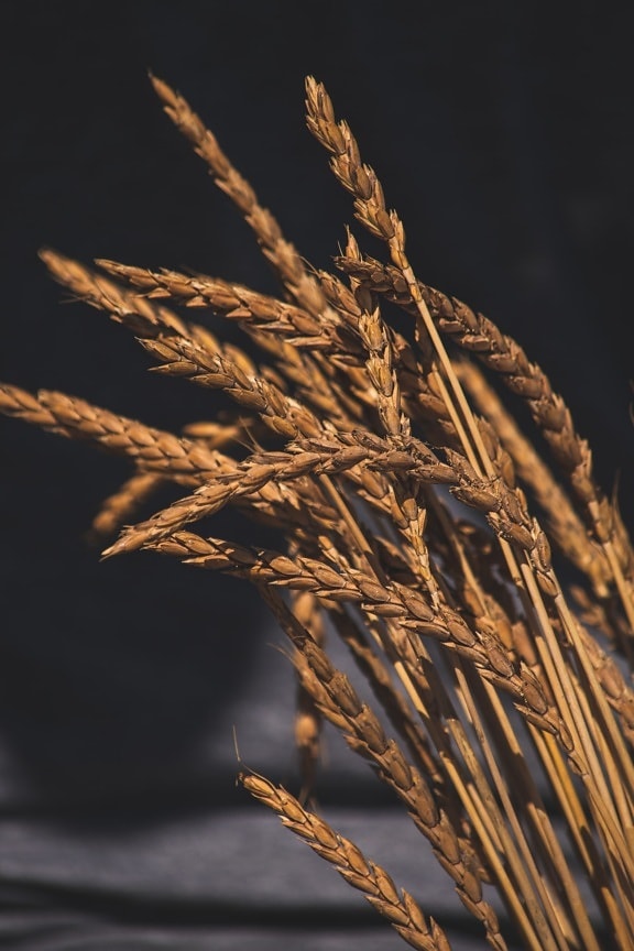 jádro, pšenice, semeno, zblízka, žito, hnědá, ječmen, sláma, obilnina, zemědělství