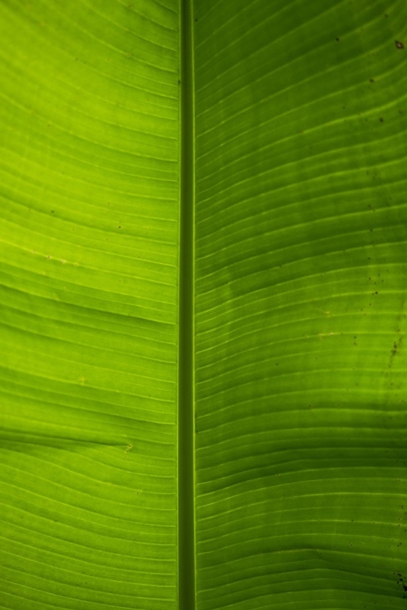 verticale, groene blad, banaan, dichtbij, groenachtig geel, kruid, plant, blad, natuur, flora