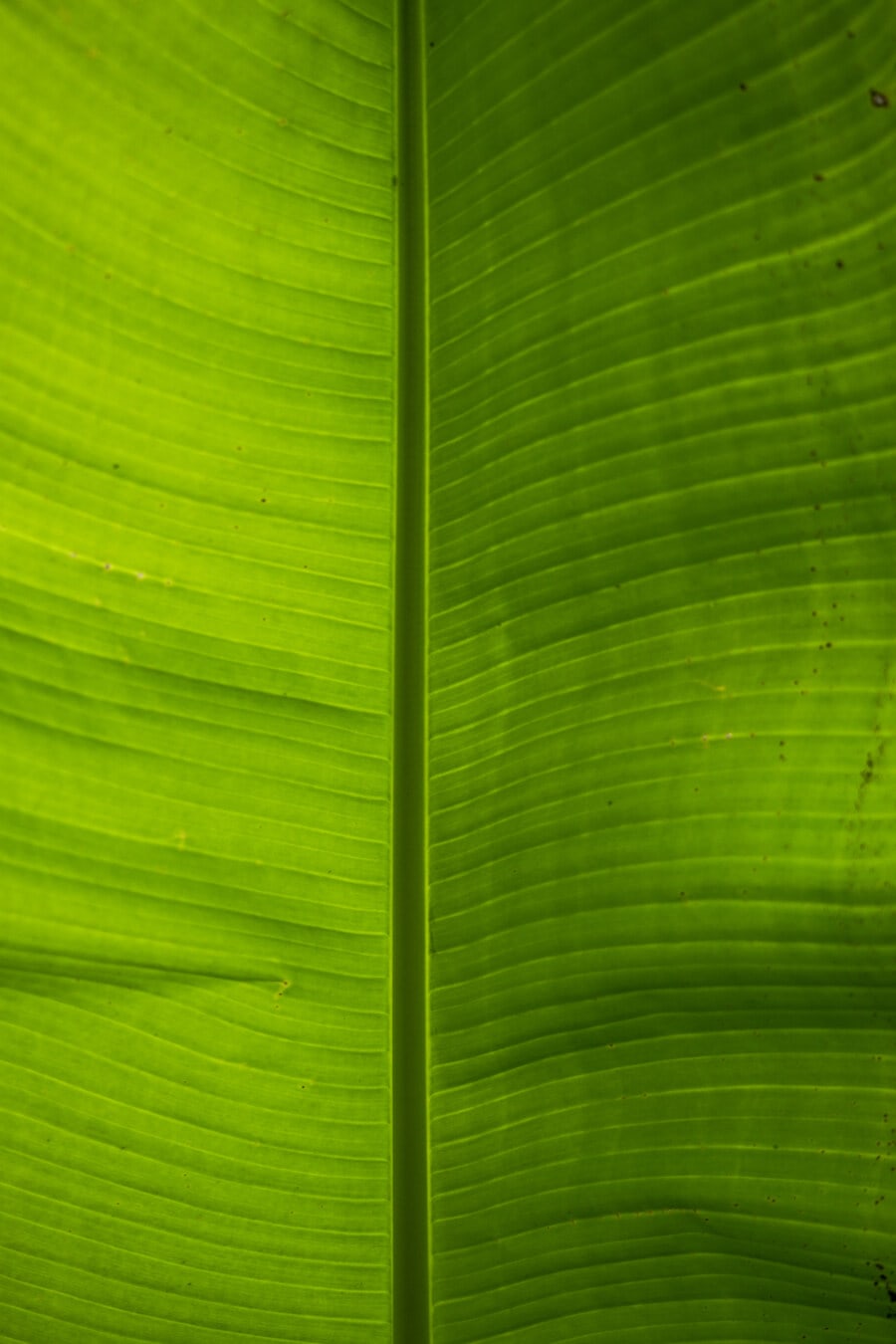 verticale, foglia verde, Banana, da vicino, giallo verdolino, erba, pianta, foglia, natura, Flora