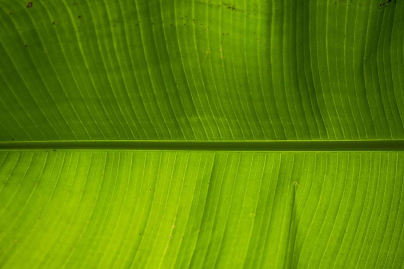 horizontal, folha, banana, folha verde, folhas verdes, amarelo esverdeado, natureza, veia, luz, flora
