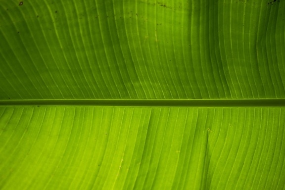 horizontale, blad, banaan, groene blad, groene bladeren, groenachtig geel, natuur, ader, licht, flora
