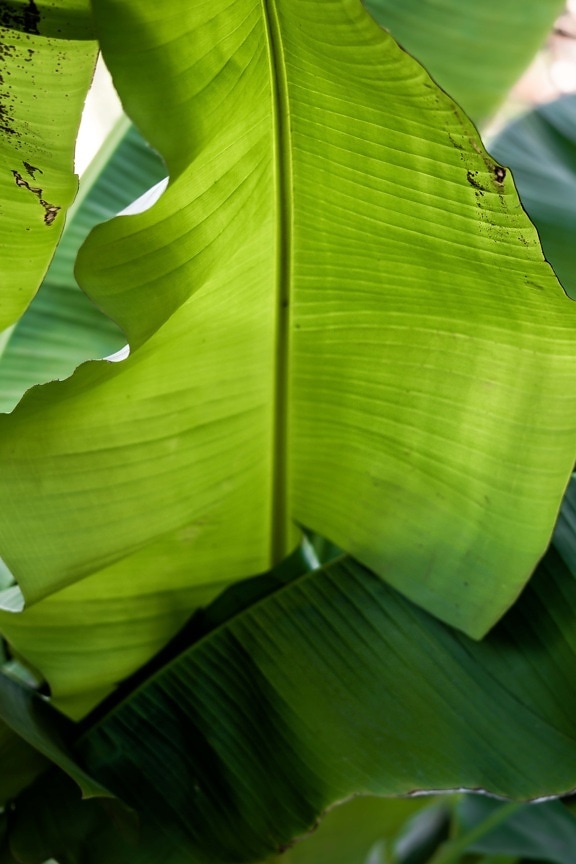 green leaves, green leaf, banana, close-up, leaf, herb, botany, tropical, plant, nature