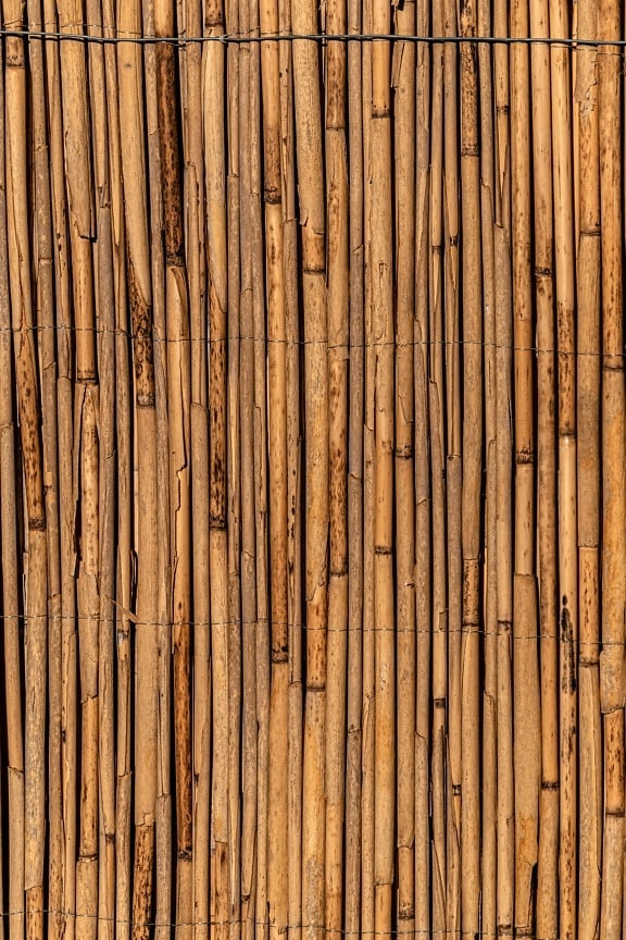 sec, roseau, paille, vertical, texture, Rough, écorce, version bamboo, retro, surface
