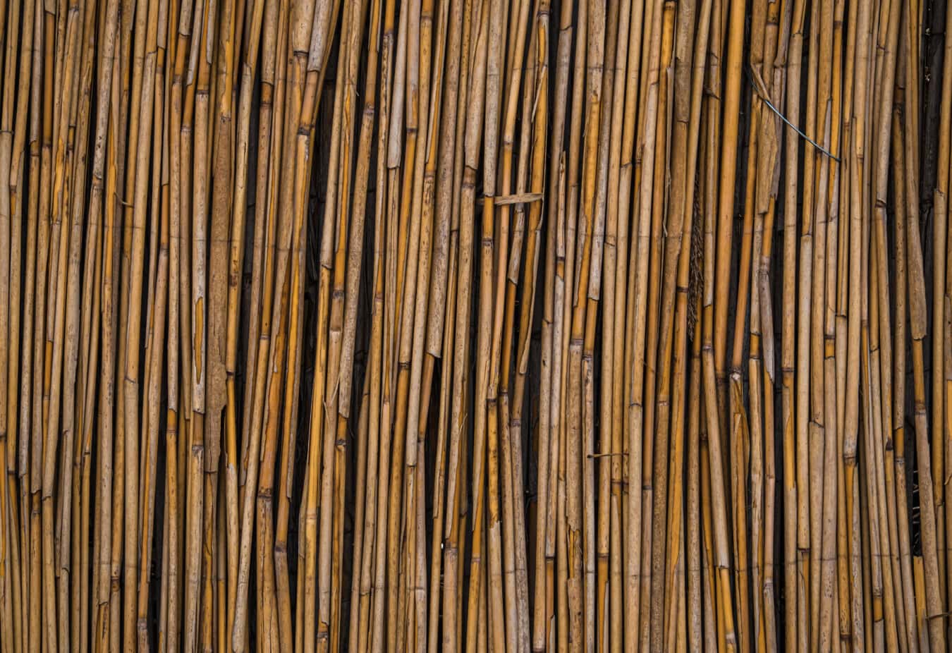 reed grass, texture, reeds, stripe, vertical, material, rough, pattern, dirty, old