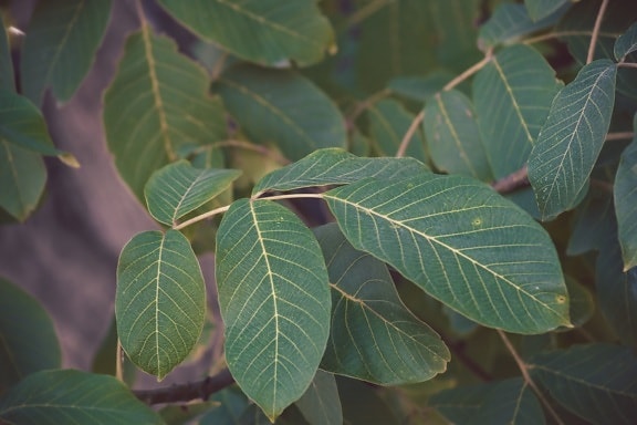 walnut, branches, green leaves, tree, nature, leaves, flora, plant, leaf, upclose