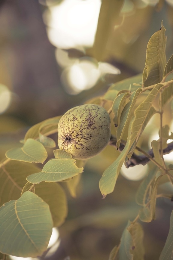 production, fruit tree, orchard, organic, walnut, fruit, detail, close-up, green leaves, seed