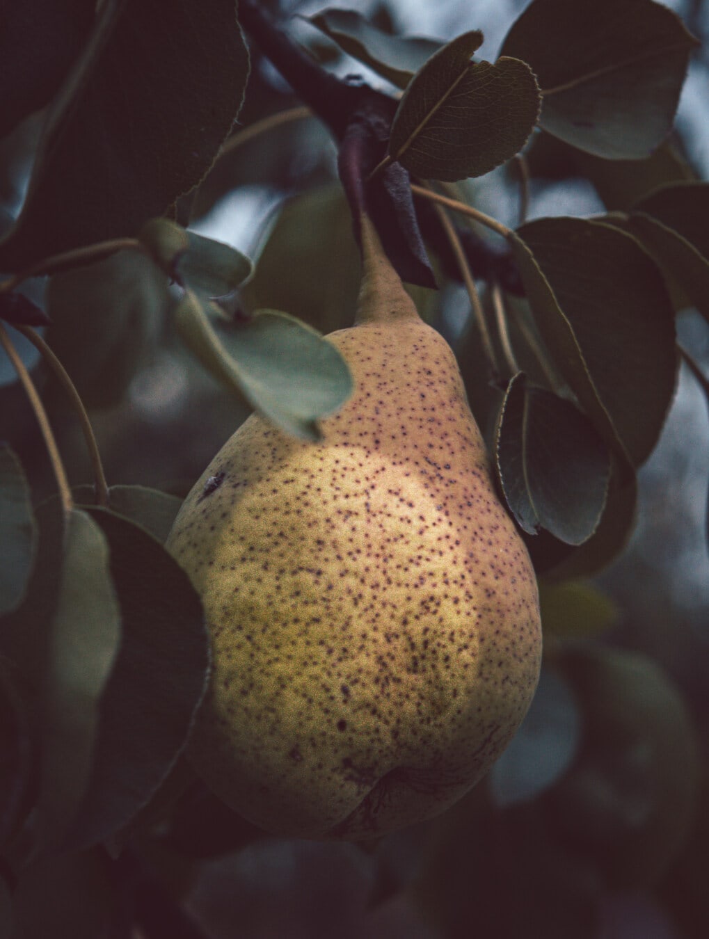 Pohon buah pir