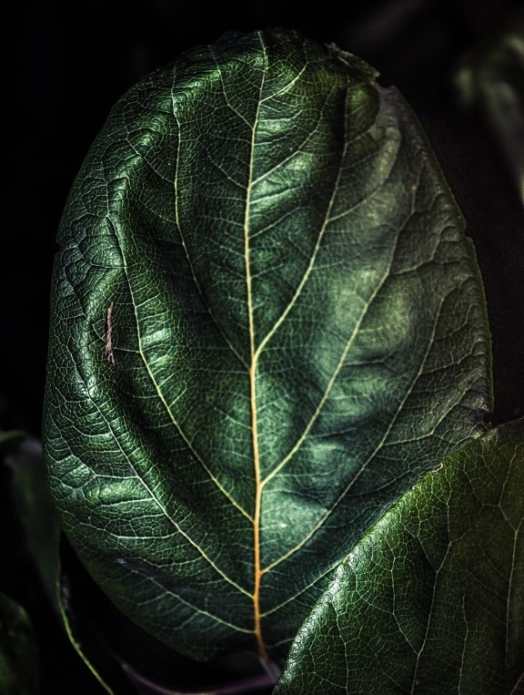 tamno zelena, klorofil, list, tekstura, hlad, izbliza, život, organizam, biljka, biljka