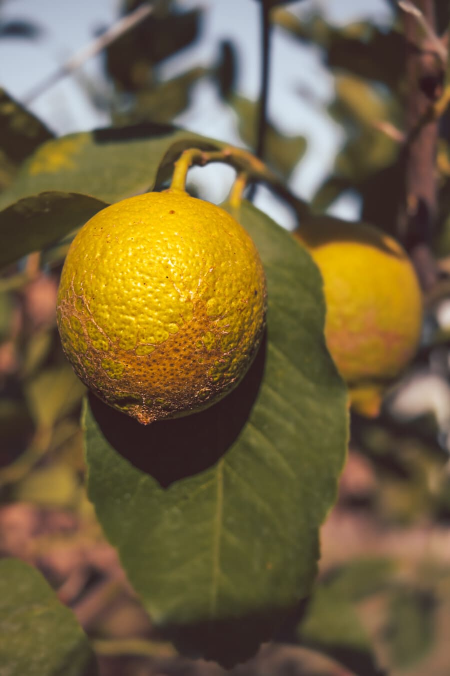лимон, органічні, фрукти, плодове дерево, відділення, їжа, цитрусові, здоровий, виробляють, помаранчевий