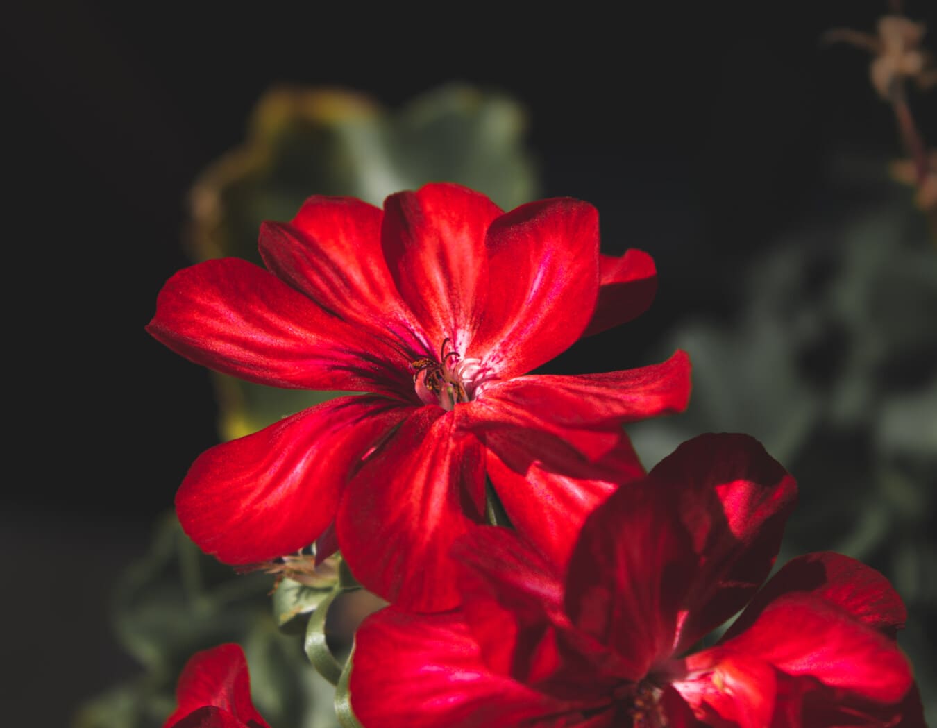 pistil, close-up, geranium, dark red, petals, flower, bright, flora, leaf, garden