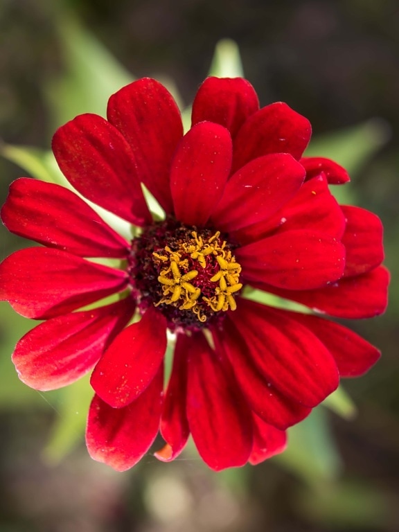 reddish, close-up, pistil, pretty, flower, pollen, petal, bloom, plant, flora