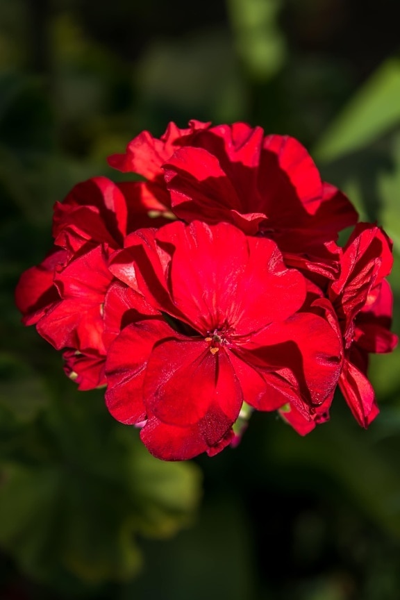 red, geranium, botany, close-up, horticulture, flora, plant, herb, flower, nature