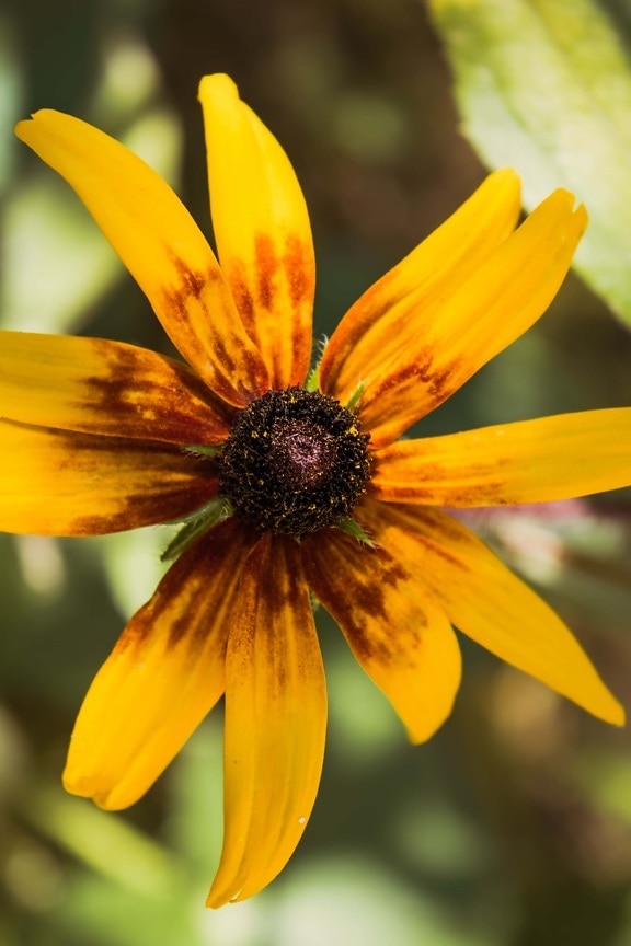 close-up, pistil, pollen, orange yellow, petals, nature, plant, yellow, herb, petal