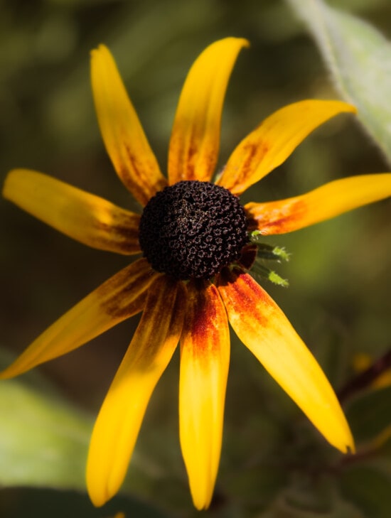 coneflower, orange yellow, flower, close-up, macro, pistil, detail, pollen, Echinacea heliantheae