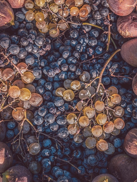 pamplemousse, les raisins, fruits mûrs, figue, fruits, fermer, organique, texture, bleu, bleu foncé