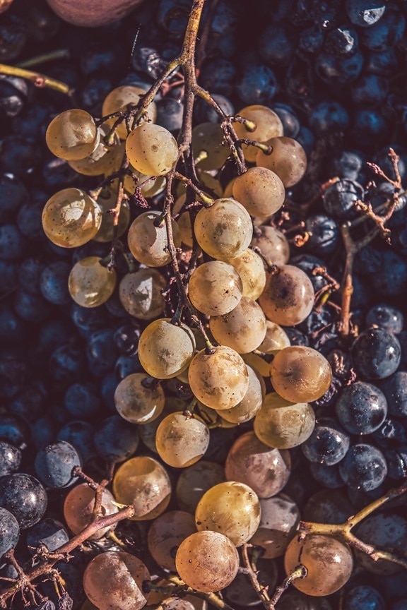 les raisins, raisin, fruits, frais, antioxydant, fruits mûrs, organique, vinicole, viticulture, alimentaire