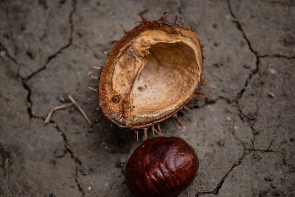 Castanea sativa, chestnut, seed, nature, wood, dark, ground, dirty, soil, outdoors, brown